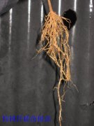 ����Ǥ�������