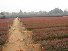 �ƻ���ѿ��