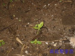 �ƻ���ѿ��