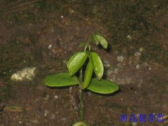 �ƻ���ѿ��