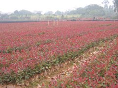 �ƻ���ѿ��