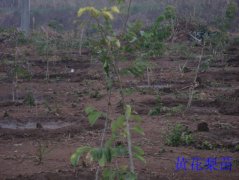 �ƻ���ѿ��