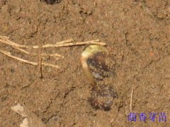 ����ѿ��