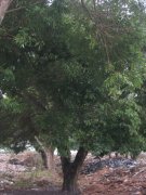 天竺桂（阴香）