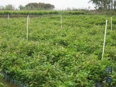 天竺桂（阴香）